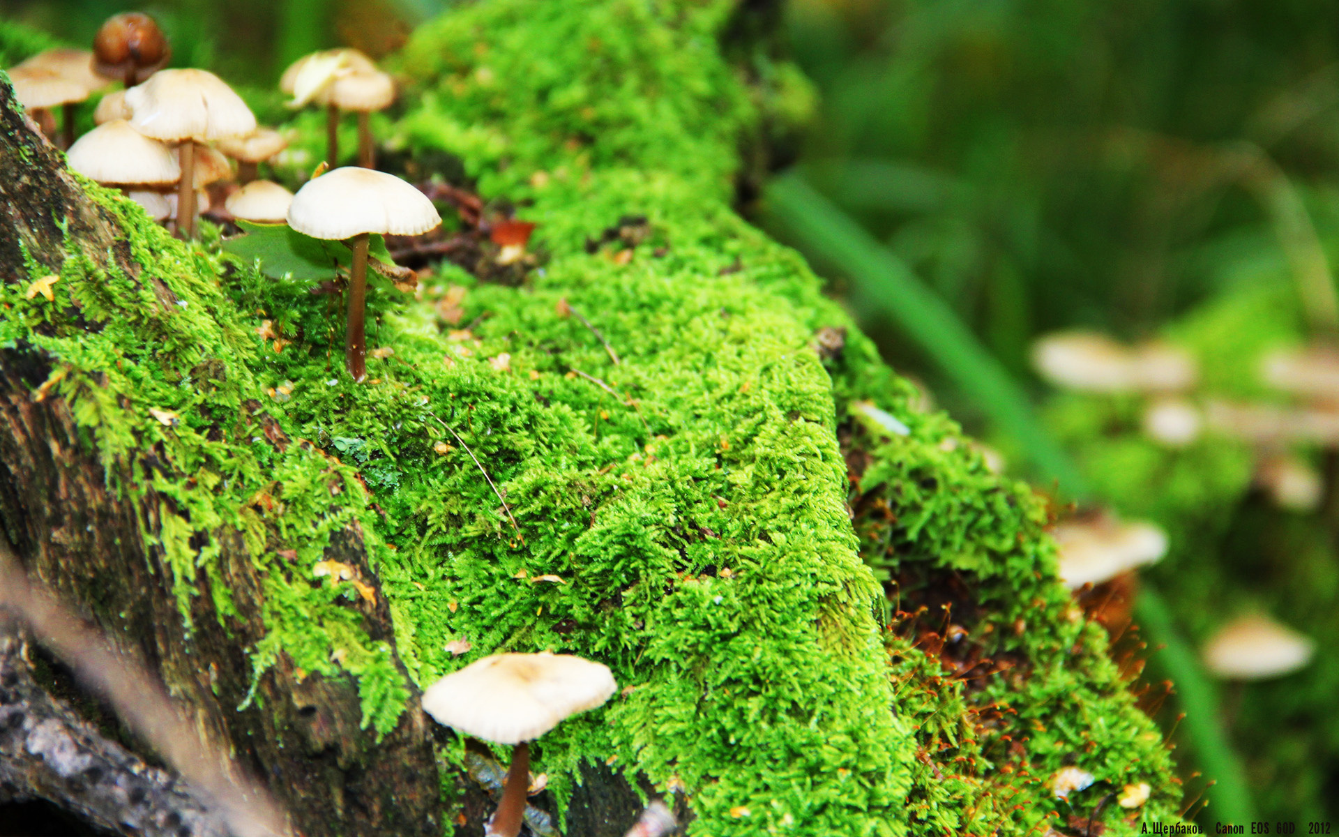 戈贝尔筑起叹息之墙，广厦闪电战击溃奇才—当法式盾牌遇上东方快刀