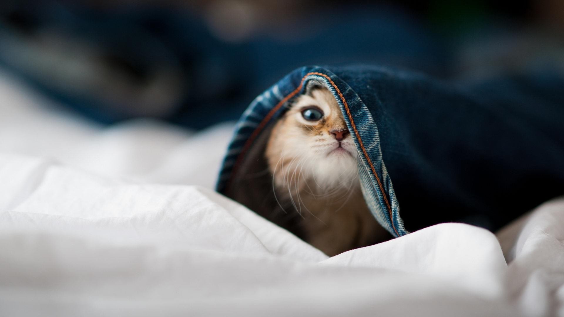 突尼斯意外狂胜巴拉圭？等等，高光的是伊布？平行时空的一场足球童话