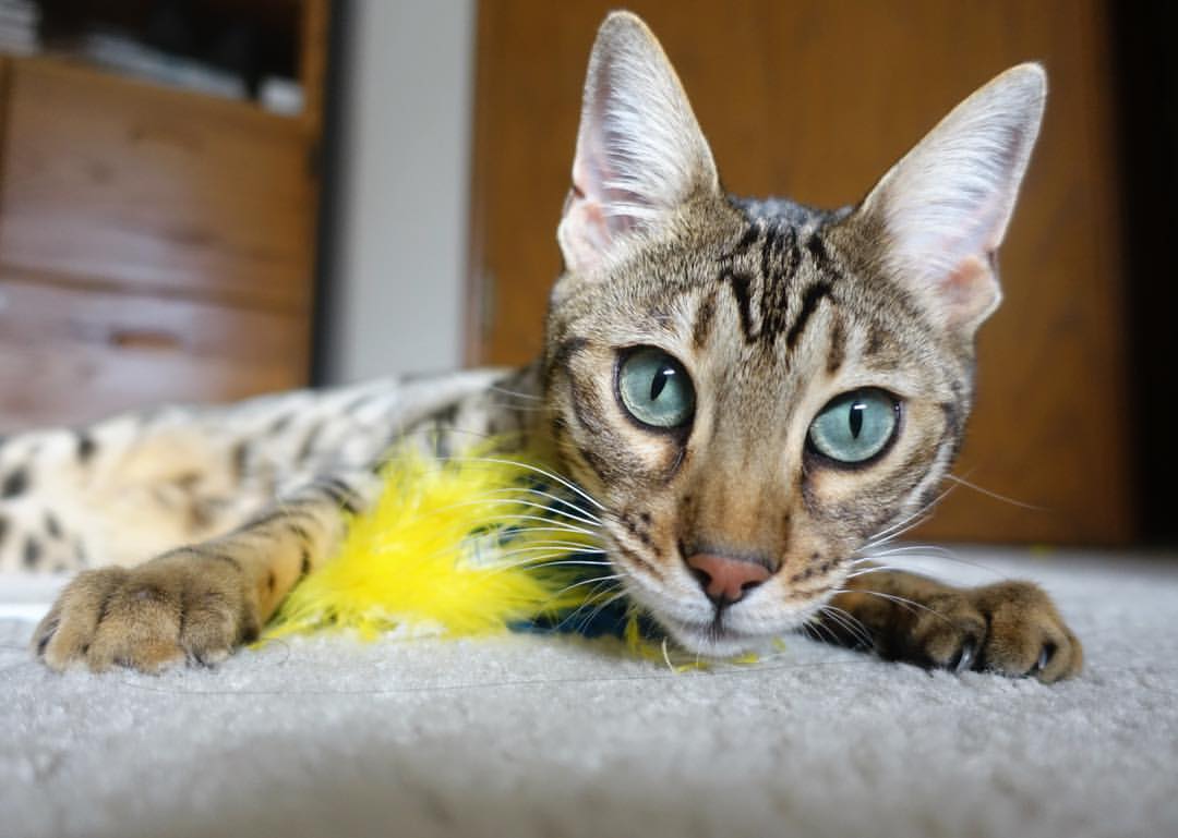 中国教练的手机震动,哈登与灰熊的胜利在午夜共振