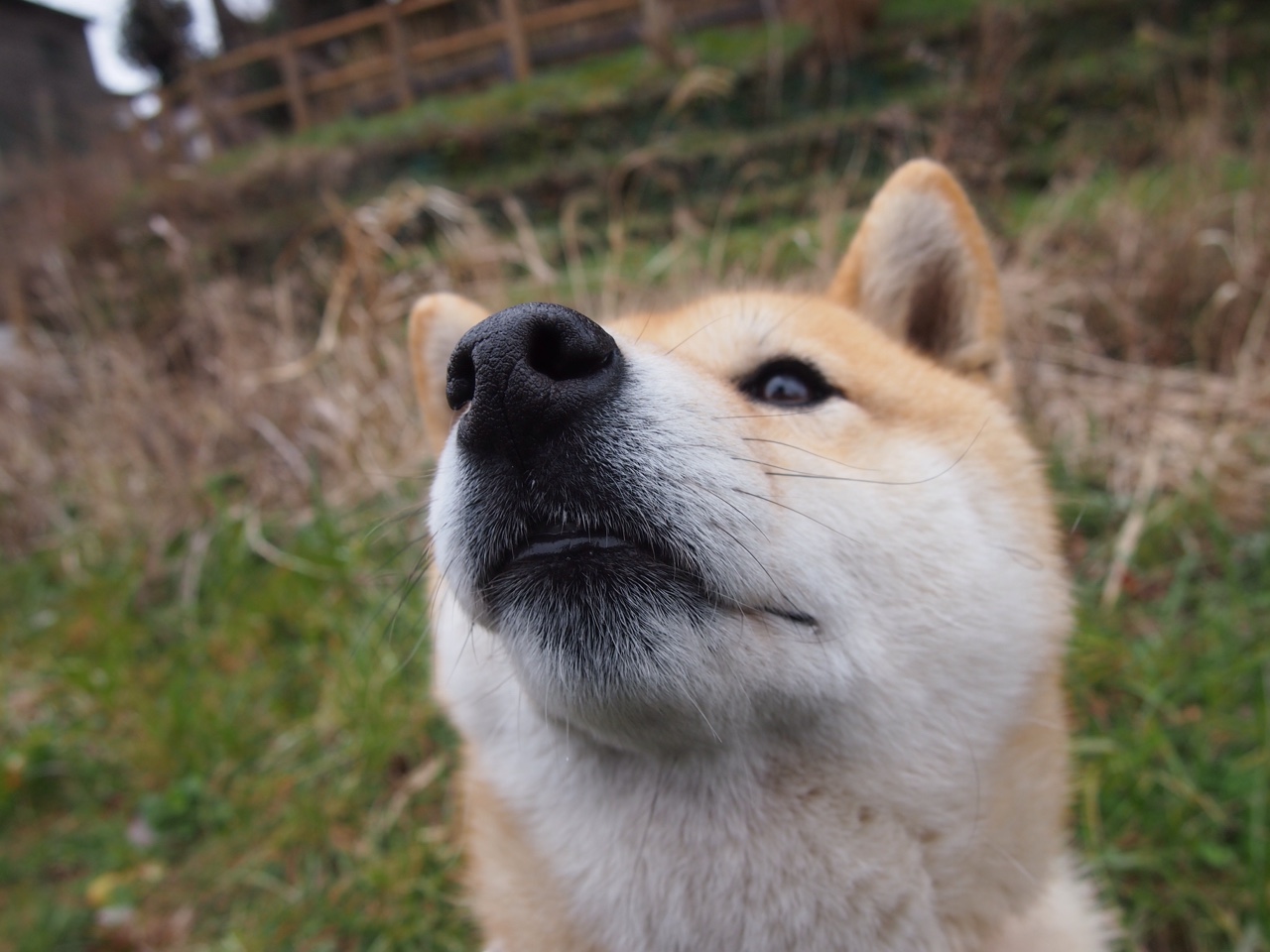 鹈鹕振翅锁天山，东契奇一剑定乾坤，现代篮球节奏掌控的艺术与胜负手的诞生