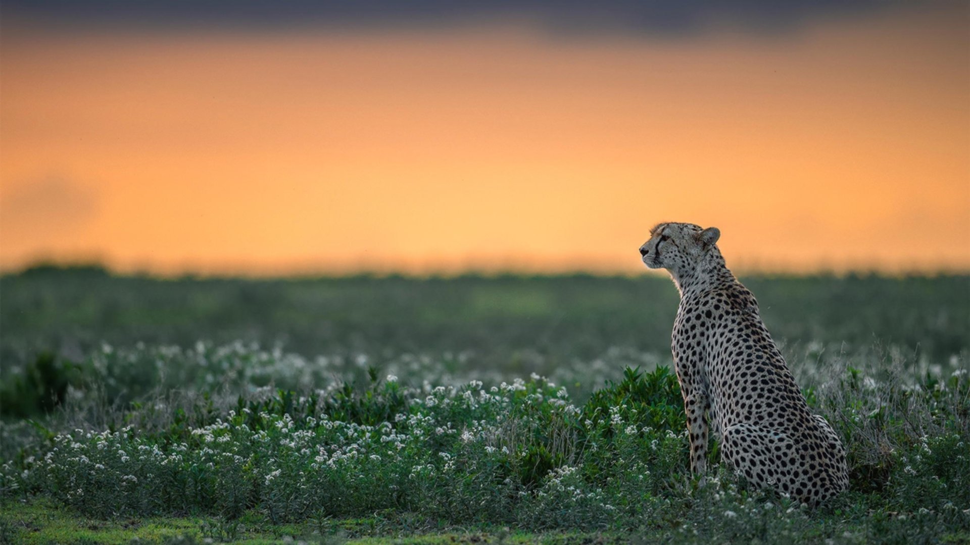 范弗利特45分弑旧主!老鹰加时强行终结快船6连胜