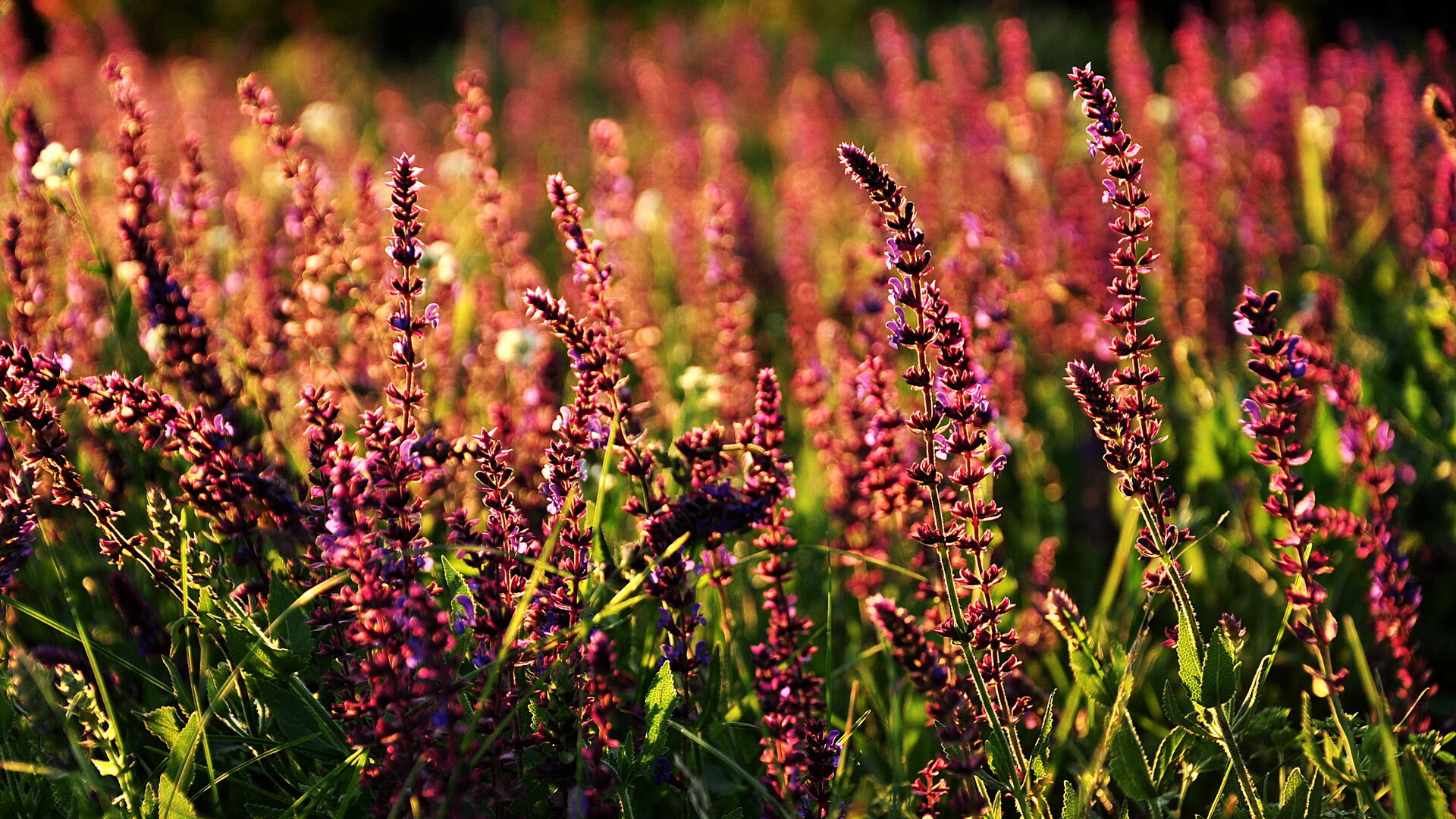 西决生死战之夜，那个被低估的巨人站起来了