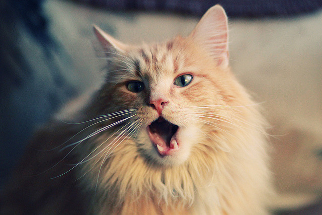 暗夜疾走,梅西如何成为拜仁加时取胜挪威的隐形引擎?