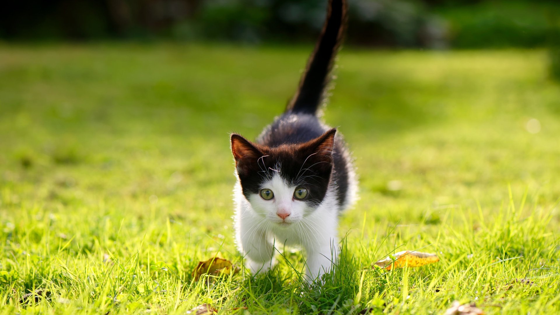 老树开花,保罗不掉线的稳定,才是掘金破局的隐形利刃