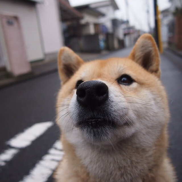 金色狂飙，当布鲁诺的怒吼震撼阿尔卑斯—多特蒙德闪电战击溃奥地利防线